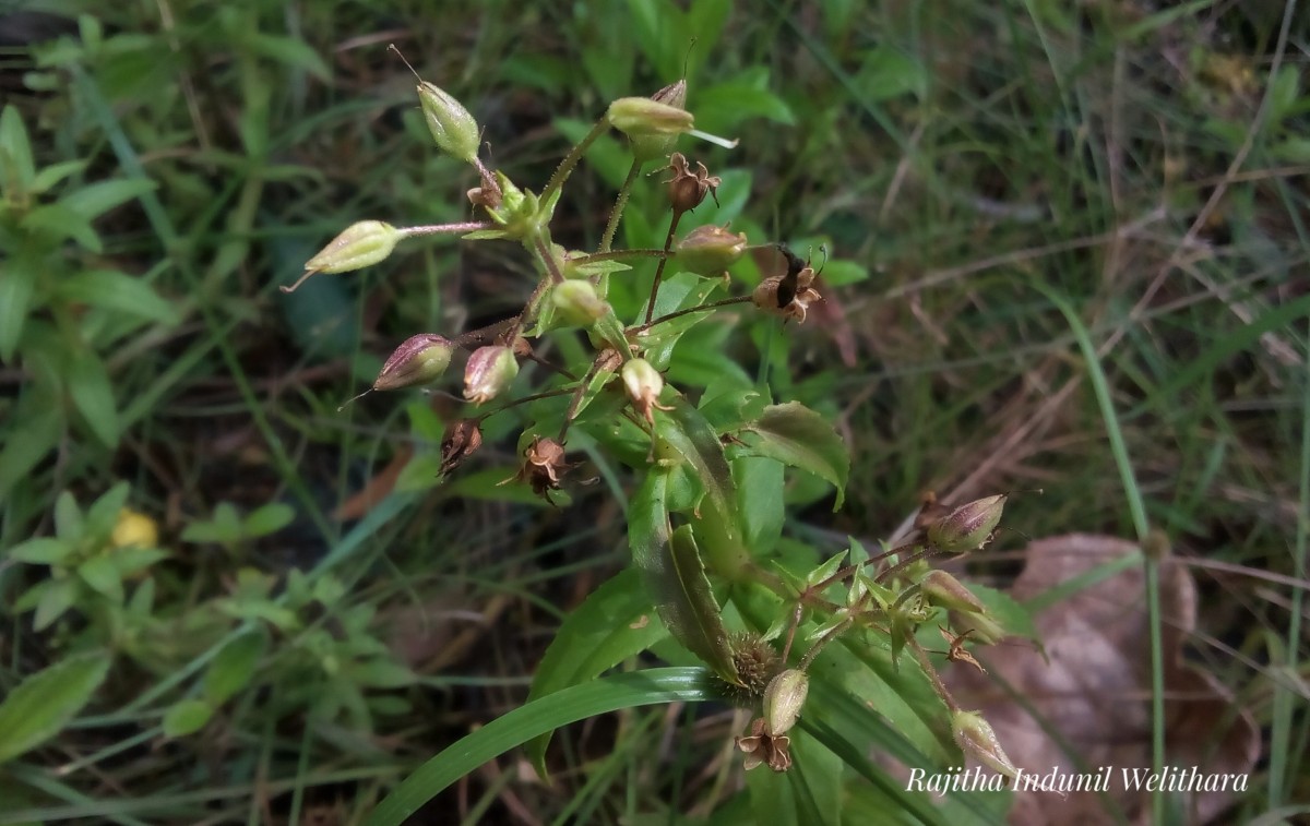 Limnophila aromatica (Lam.) Merr.